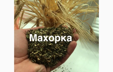 МАХОРКА - САМОСАД по народному ! продам
