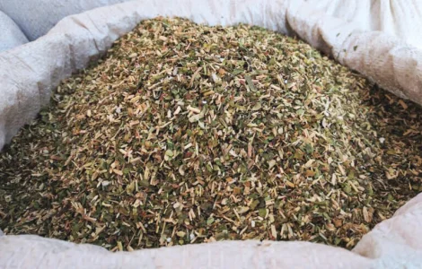 Махорка для справжніх гурманів:вищий гатунок