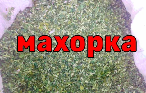 Махорка нового сезону 2023