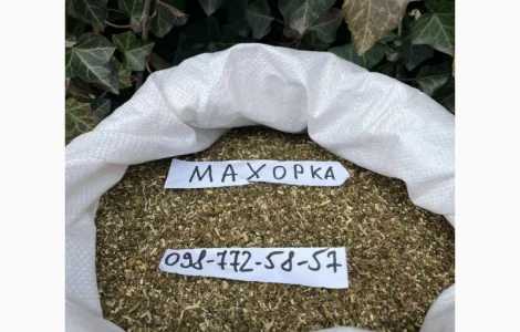 Махорка нового сезону 2025 не гірчить