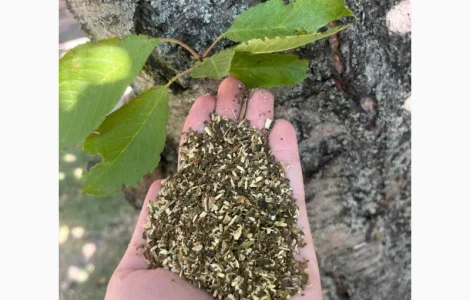 Традиційна самосадна махорка: справжній український продукт