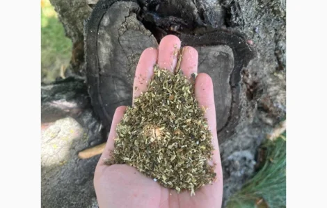 Самосадна махорка ОТПРАВКА ПОШТОЮ