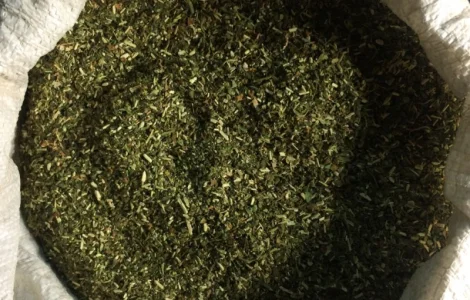 Домашня махорка: вирощена без хімії Дніпро