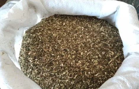 Самосад настоящий і тютюн берлі