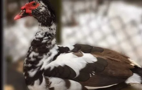 Пропонуються індокачки минулого року та туші