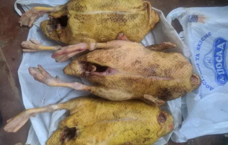 Пропонується м'ясо індокачки (чудовий смак)