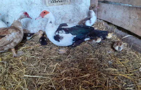 Тушки індокачки (Мускусна качка) від 1.5 до 3.0 кг