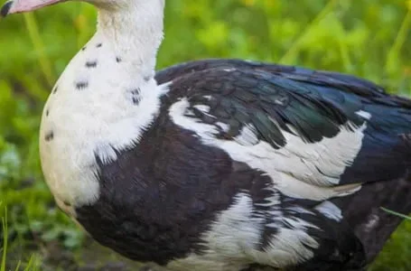 Пропонуються тушки індокачки