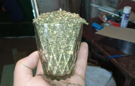 The самосад - махорка