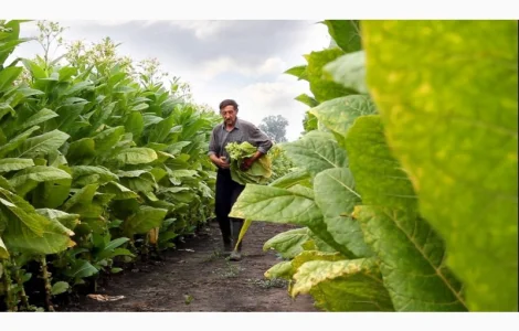 ТАБАК домашній МАХОРКА не вонюча ВІРДЖІНІЯ тютюн