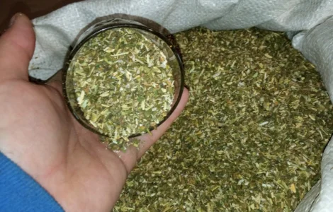 Йде корову пасти дід взяв табак на обід. Махорка самосад тютюн