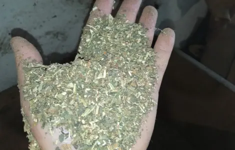 Дідовський табак пропоную вам є ще махорка самосад