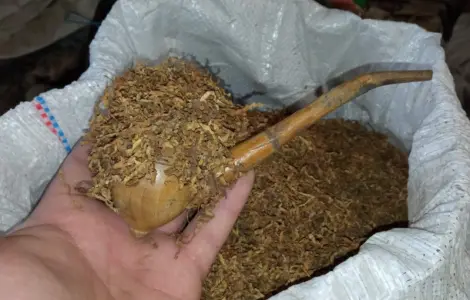Табак Вирджиния домашний- самосад махорка свежая без мусора