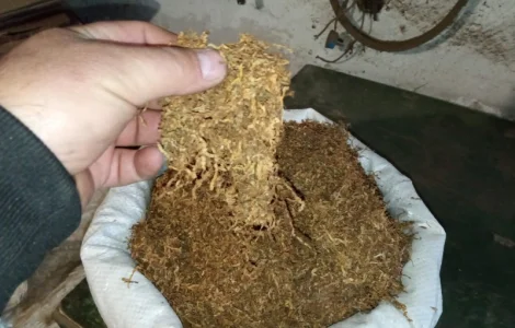 Свіжий домашній САМОСАД шикарна МАХОРКА і ВІРДЖІНІЯ тютюн