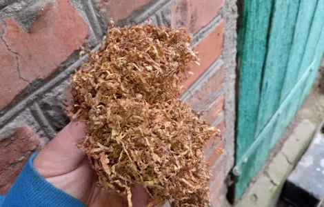 Табак славный- домашний самосад табак вирджиния