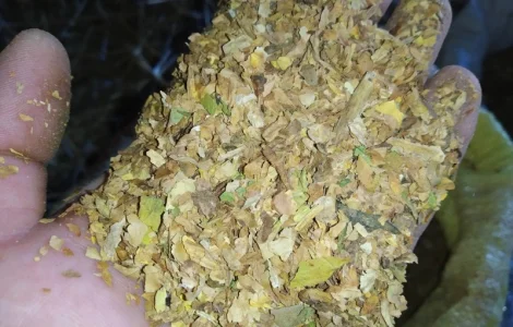 Домашній махорка - самосад а також табак хлопя і лапша порізка 2 сорти все домашнє