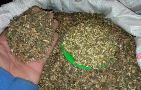 Хароший самосад махорка НАЛІТАЙ ! Табак махорочний 700