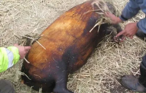 Свинина туша /полутуша/четвертина в продаже