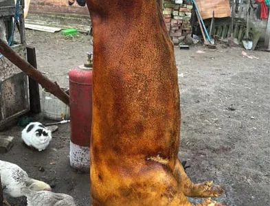 Туша и півтуша свинины в продаже