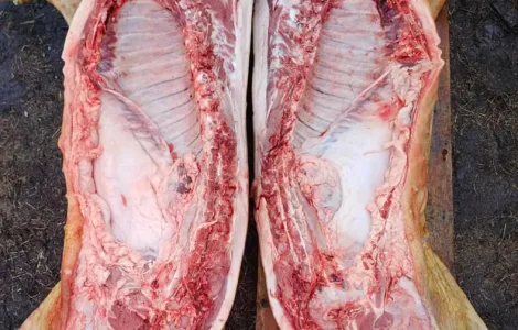 Свежая свинина оптом – туши и полутуши