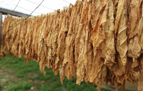 Продам листя тютюну