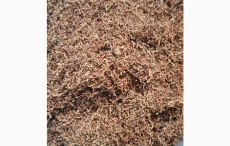 Вашій увазі іммортний тютюн. парламент