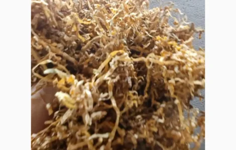 Продам тютюн Верджінія