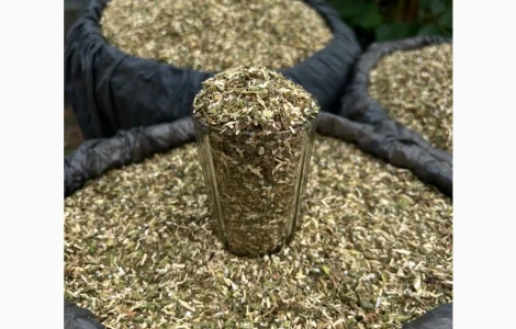 Тютюн самосад