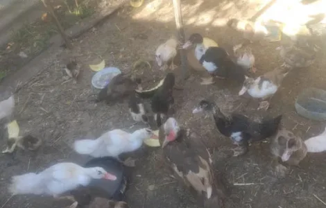 Домашня утка для запікання – живі тушки