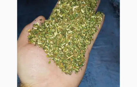 Тютюн домашній файний табачок самосад