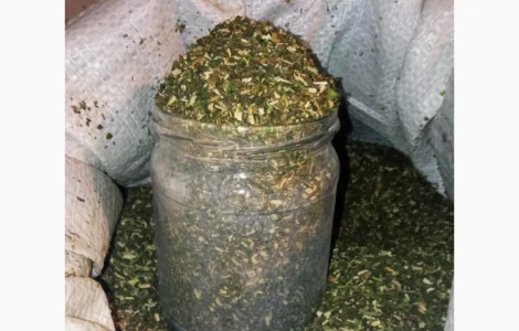 Добрий самосад і табак вірджінія