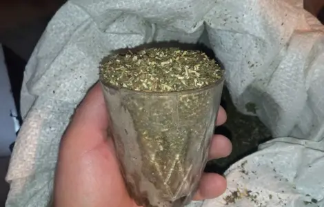 Махорка така як треба