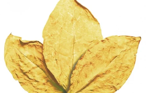 Куплю тютюн сорту Virginia Gold (Вірджінія Голд) не різаний