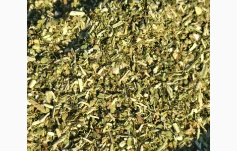 Самосад Махорочка в наличии