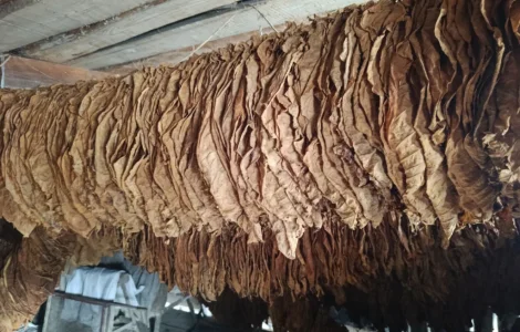 Продам берлей 46