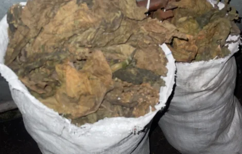 Продам Табак