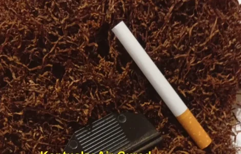 Тютюн Kentucky Air-Cured – тютюн Кентуккі повітряної сушки