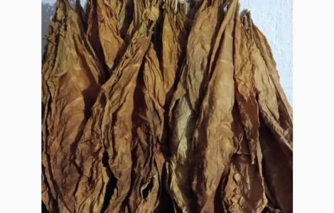 Продам листя тютюну