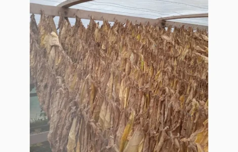 Тютюн продам