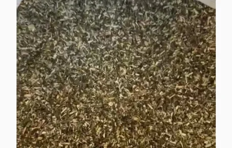 Продам самосад гарна ціна вища якість