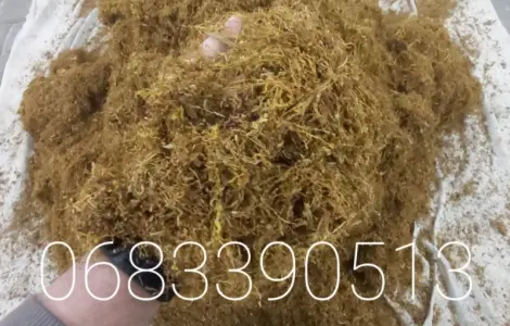 Тютюн Берлі – ціна 700 грн за 1 кг