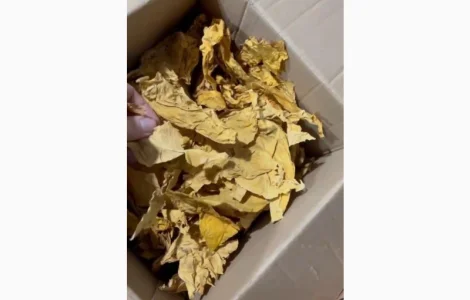 Тютюн Вірджинія – натуральна якість