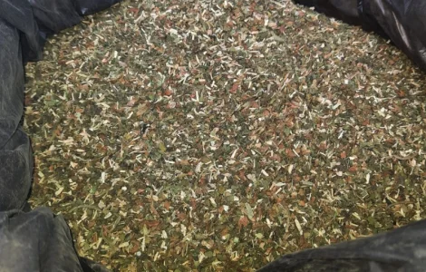 Тютюн домашній