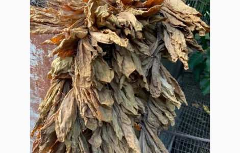 Продам лист Тютюна