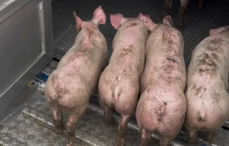 Продам поросят ГИНЕТИКА PIC