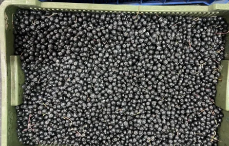 Продам заморожену : Малину