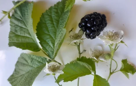 Ароматный чай из ферментированных листьев ожины