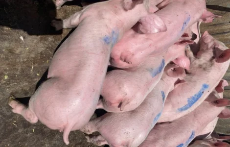 Поросята 25 кг