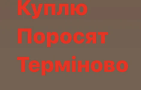 Куплю з вашого господарства поросят свиней