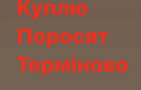 Куплю з вашого господарства поросят свиней